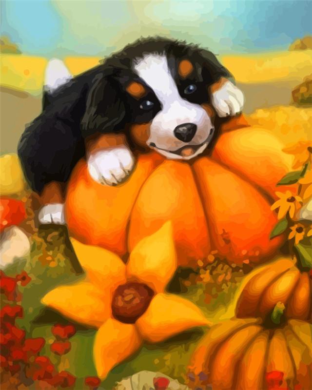 Petit Bouvier Bernois Citrouilles Halloween Peinture par Numéros