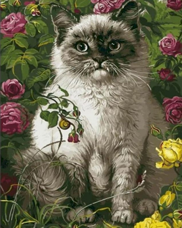 Petit Chat Siamois Peinture par Numéros
