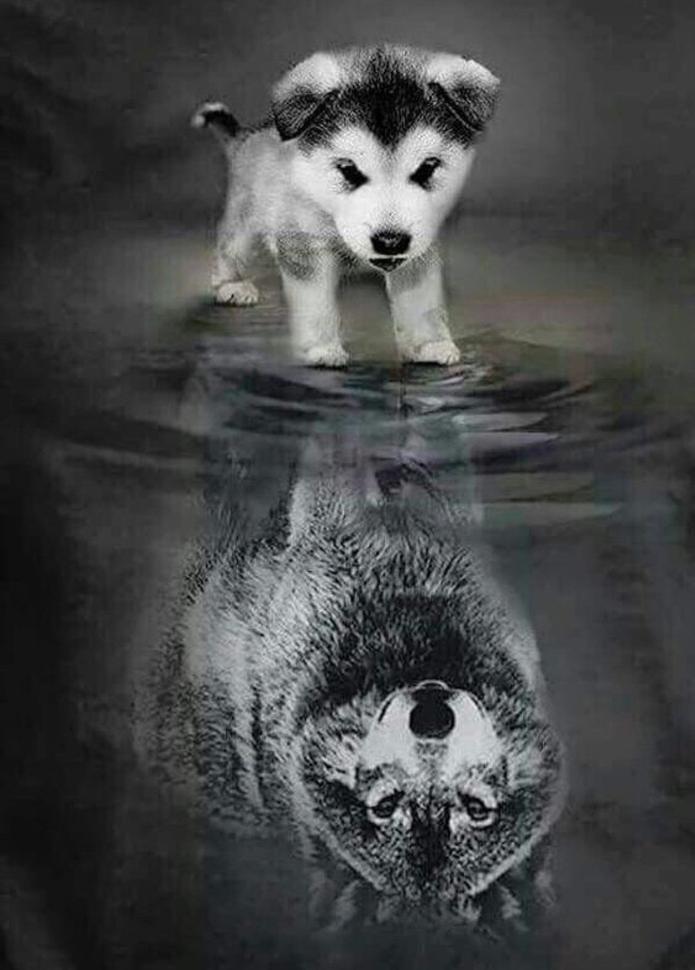 Petit Chiot Huskie et Loupe dans le Reflet Peinture par Numéros