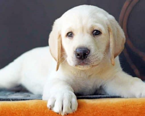Petit Golden Retriever Peinture par Numéros