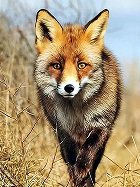 Petit Renard Peinture par Numéros