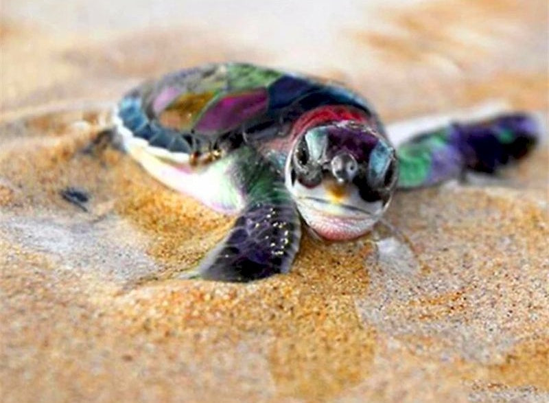 Petite Maritime Tortue Colorée Peinture par Numéros
