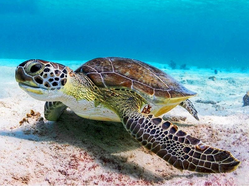 Petite Maritime Tortue dans la Mer Peinture par Numéros