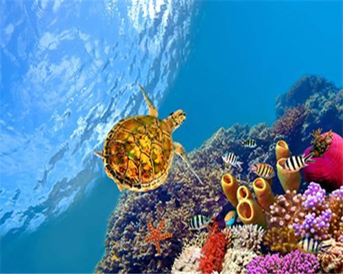 Petite Tortue Dorée Peinture par Numéros