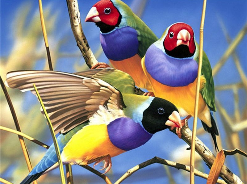 Petites Perruches Peinture par Numéros