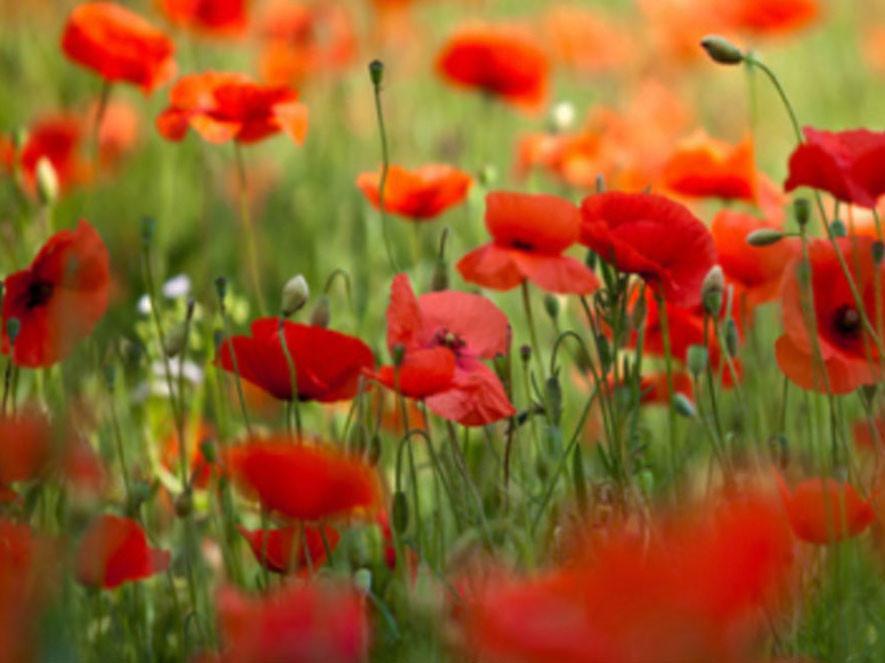 Petites Pivoines Rouges Peinture par Numéros