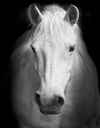 Photo de Cheval Blanc Peinture par Numéros