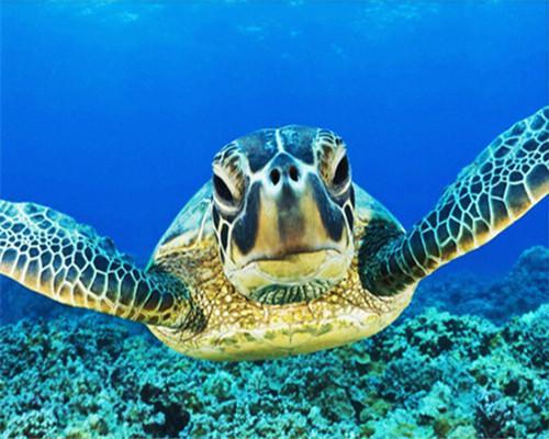 Photo de Tortue Peinture par Numéros