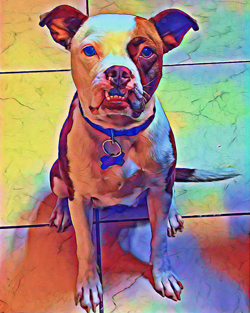 Pit Bull Assis Peinture par Numéros