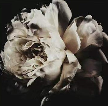 Pivoine Fleur Brûlée Peinture par Numéros