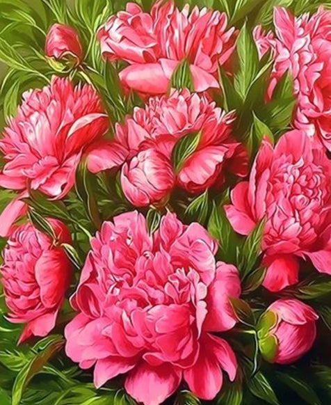 Pivoine Fleur Roses Peinture par Numéros