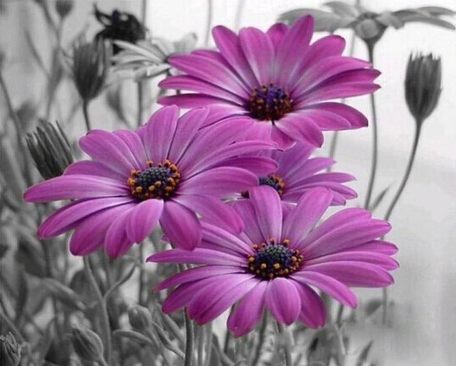 Plante Marguerites Violettes Peinture par Numéros