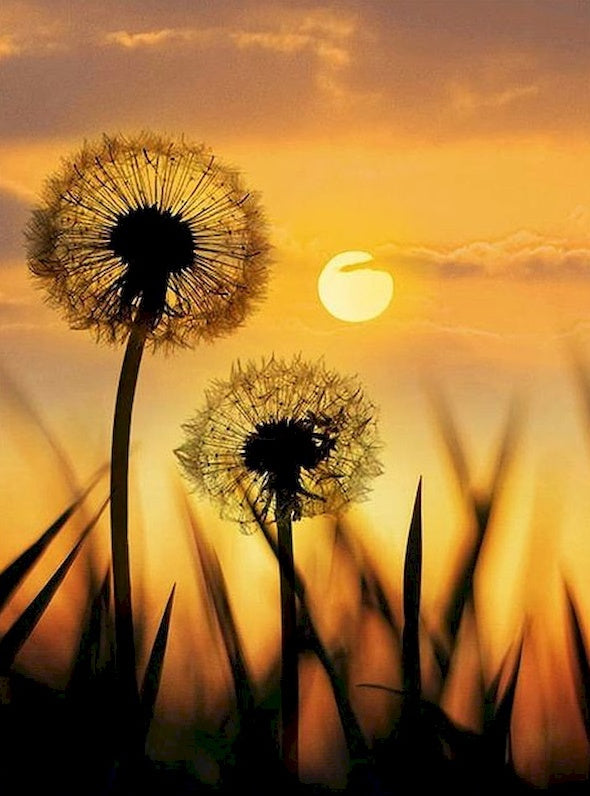 Plante Pissenlit et Soleil Couchant Peinture par Numéros