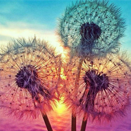 Plante Pissenlits et le Soleil Peinture par Numéros