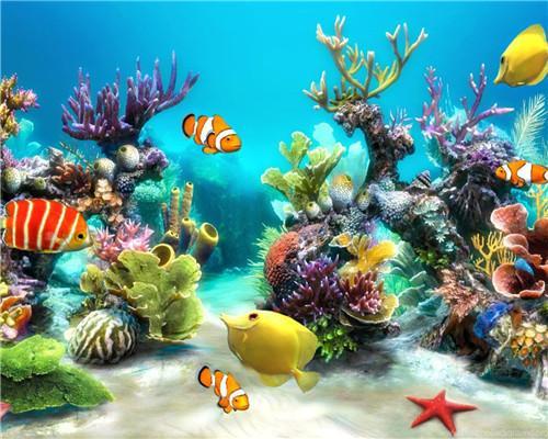 Poissons-clowns Peinture par Numéros