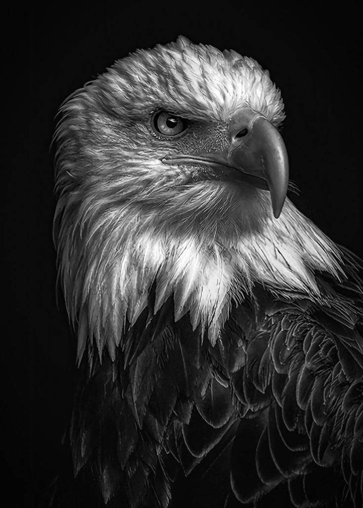 Portrait d'Aigle Peinture par Numéros