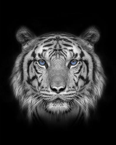 Portrait de Tigre Blanc Peinture par Numéros