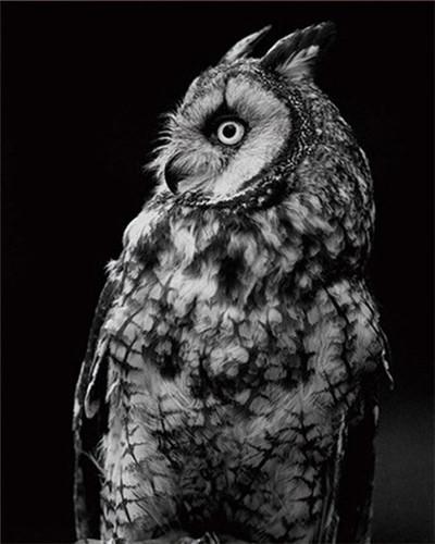 Profil de Hibou Peinture par Numéros