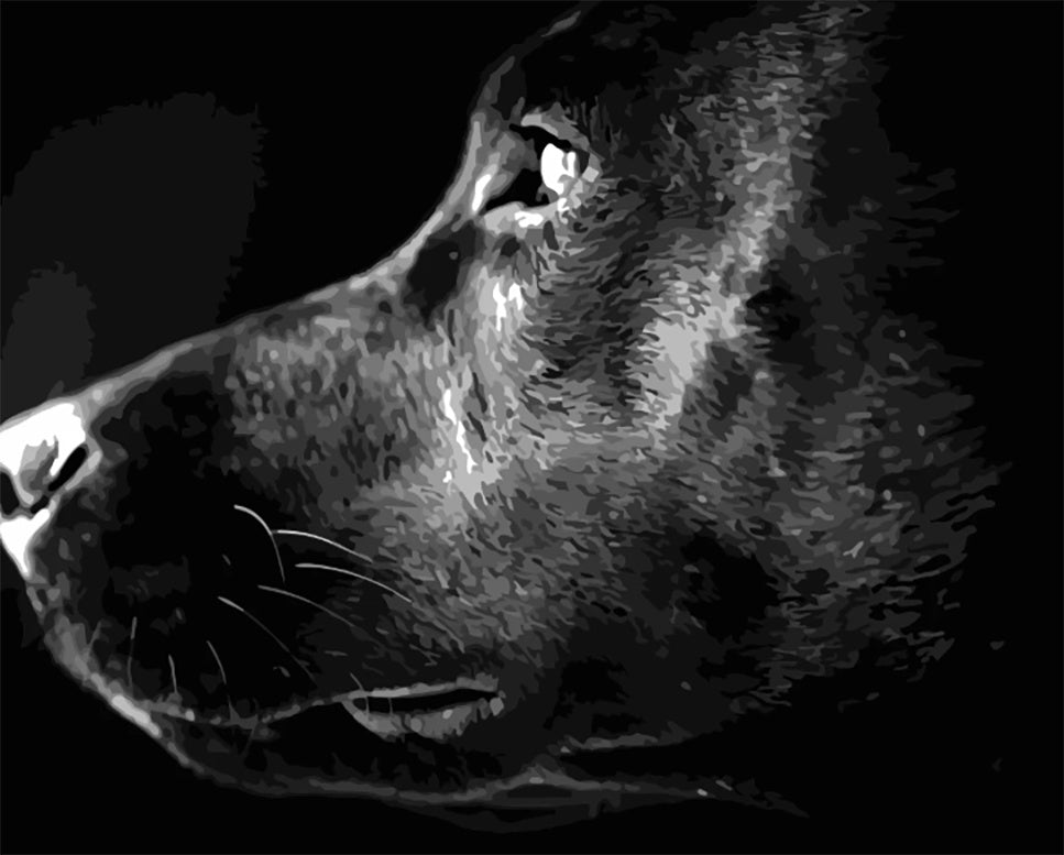 Profil de Labrador Noir Peinture par Numéros