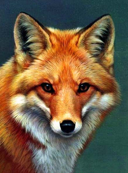 Profil de Renard Peinture par Numéros