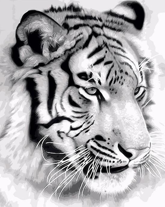 Profil de Tigre Blanc Peinture par Numéros