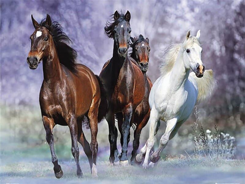 Quatre Chevaux Peinture par Numéros