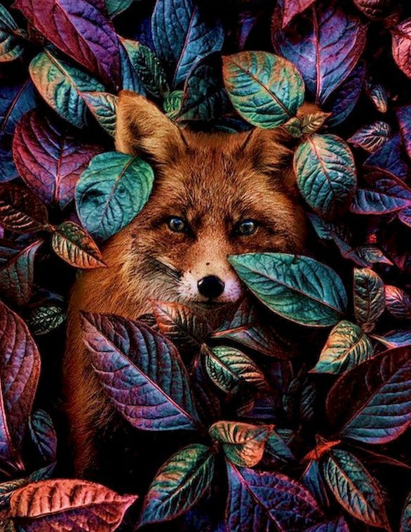 Renard et Feuilles Colorées Peinture par Numéros