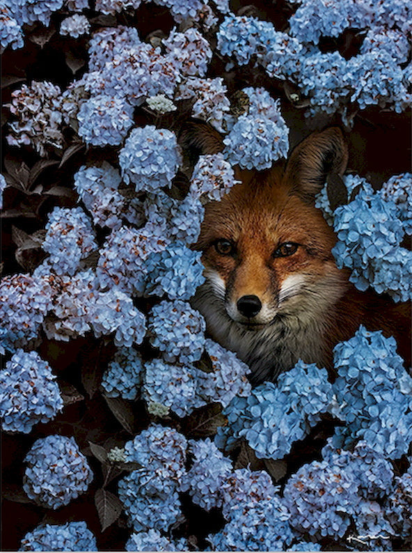 Renard et Fleurs Bleues et Violettes Peinture par Numéros