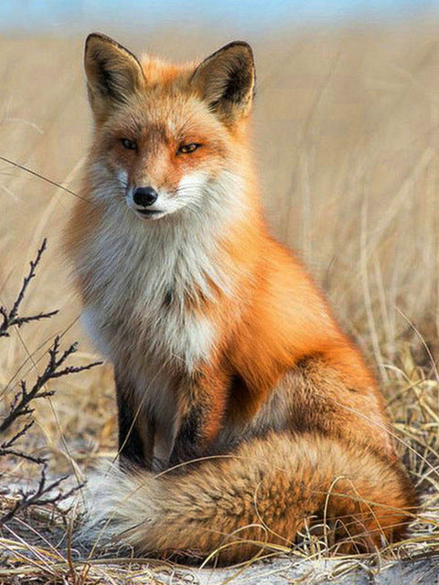 Renard et Lande Peinture par Numéros
