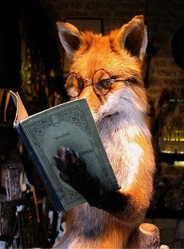 Renard Lisant Peinture par Numéros