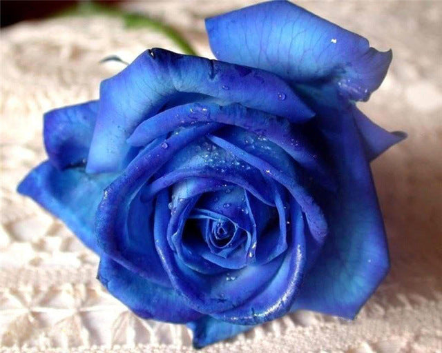 Rose Bleue Peinture par Numéros