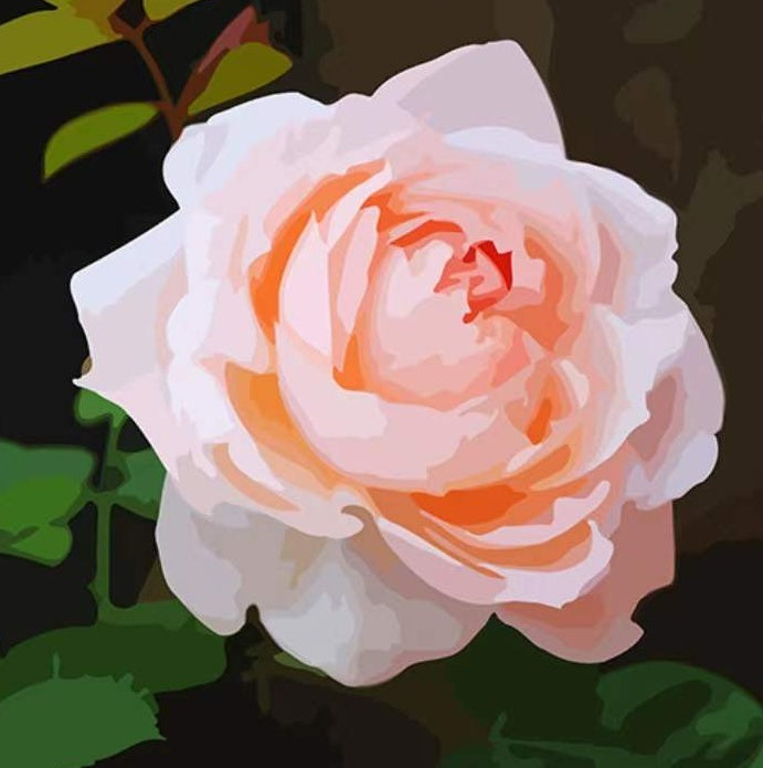 Rose Dessinée Peinture par Numéros