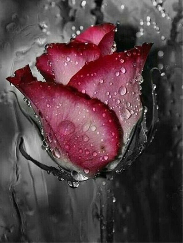 Rose et Rosées Peinture par Numéros