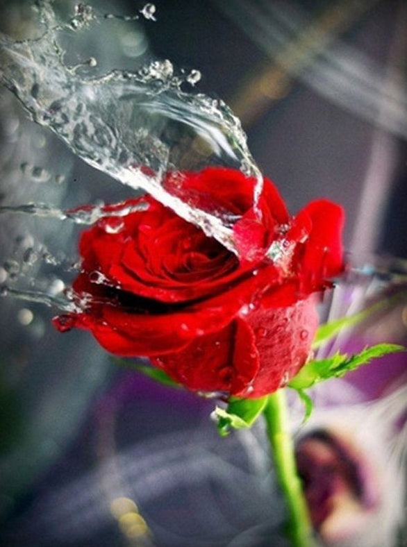 Rose Fleur Eau Peinture par Numéros