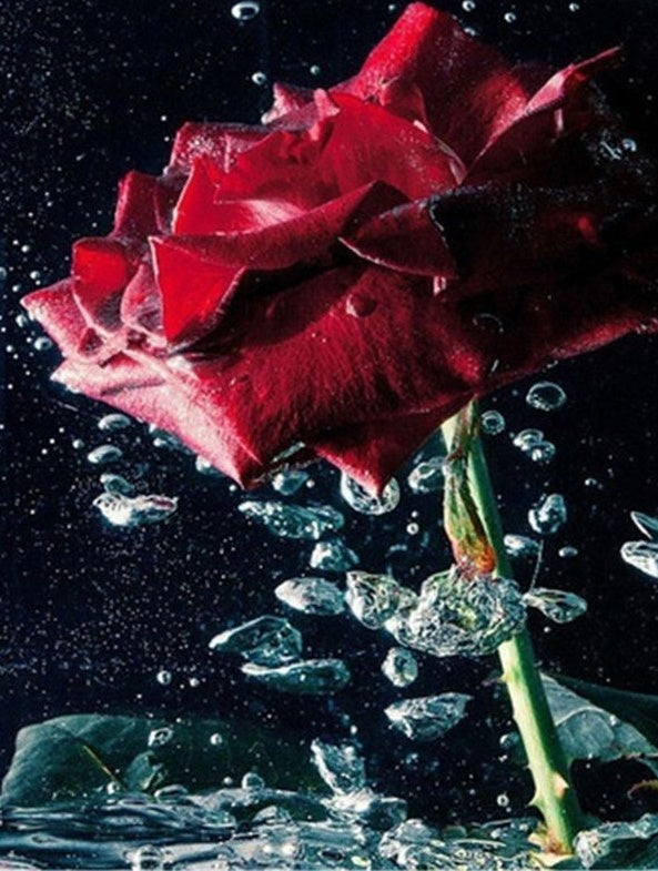Rose Rouge dans l'Eau Peinture par Numéros