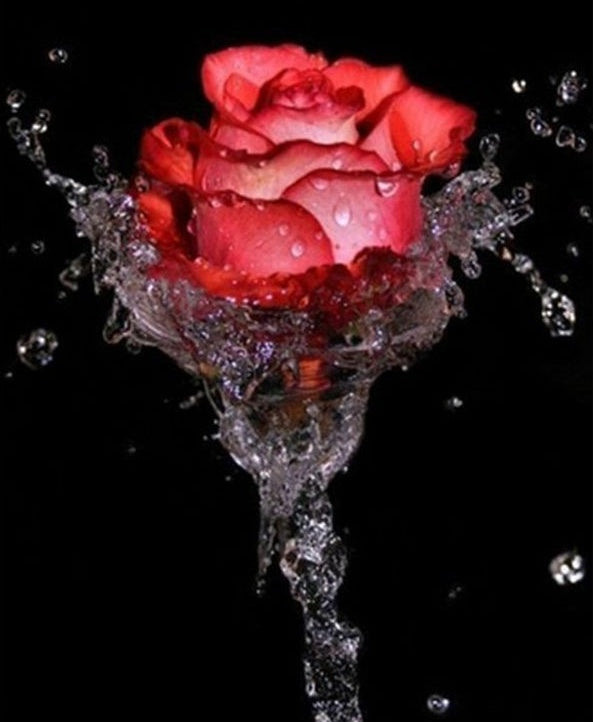 Rose Rouge Eau Peinture par Numéros