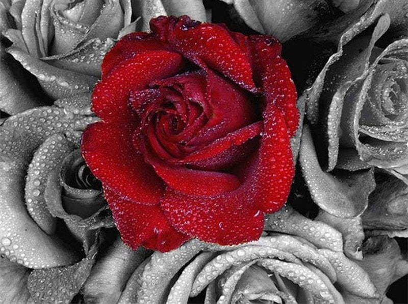 Rose Rouge Fleur Peinture par Numéros