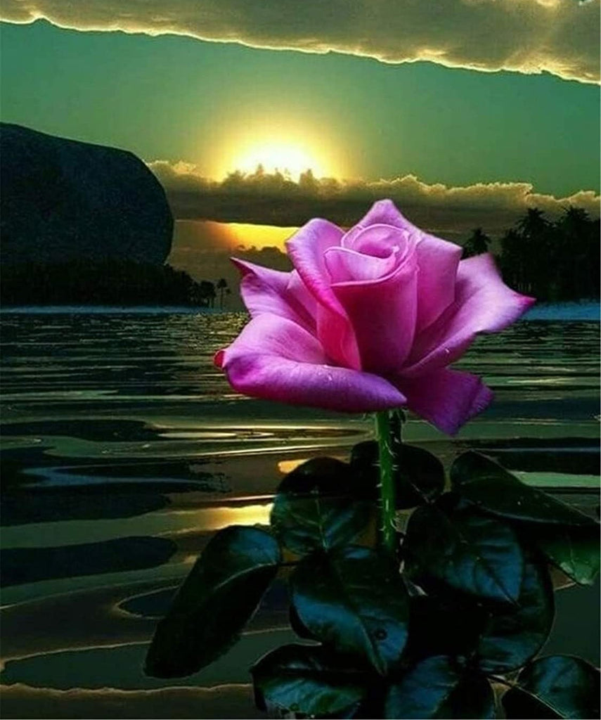 Rose Violette et le Soleil Peinture par Numéros