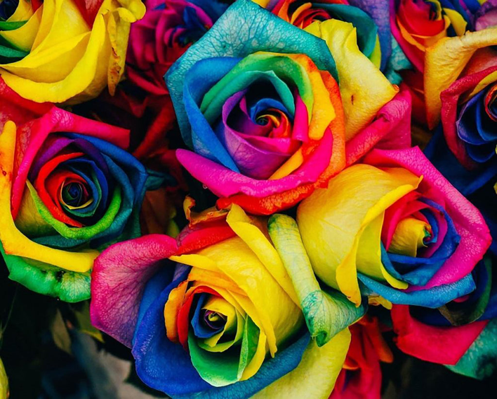 Roses Colorées Peinture par Numéros