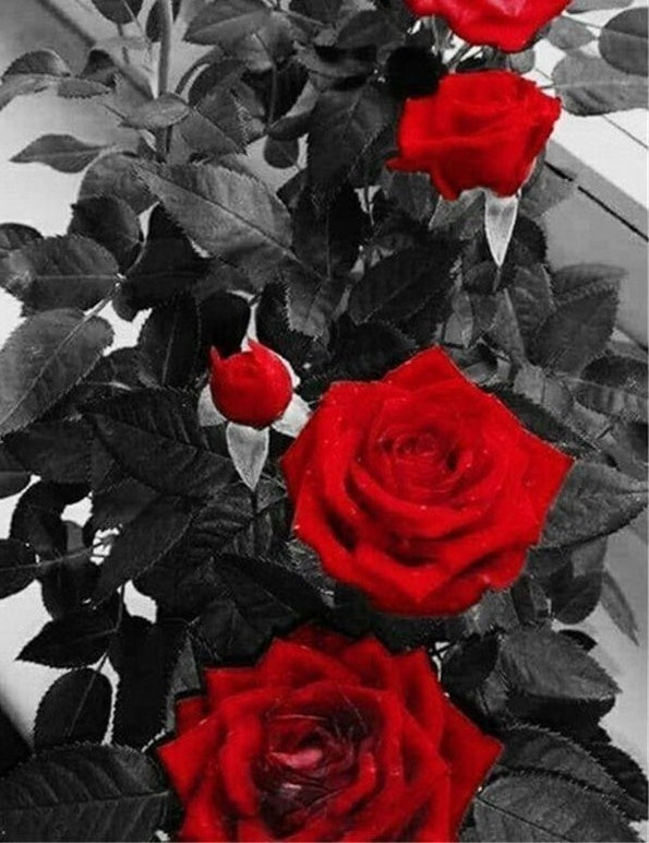 Roses Rouges Elégantes Peinture par Numéros