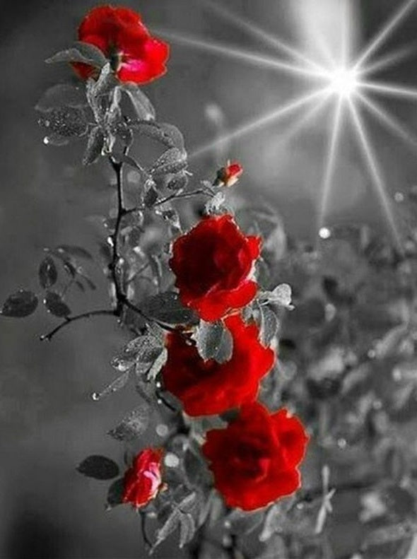 Roses Rouges et Soleil Peinture par Numéro