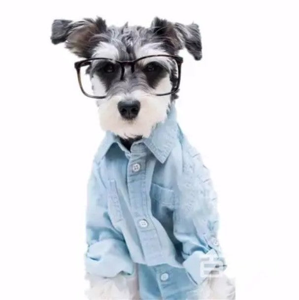Schnauzer avec des lunettes Peinture par Numéros