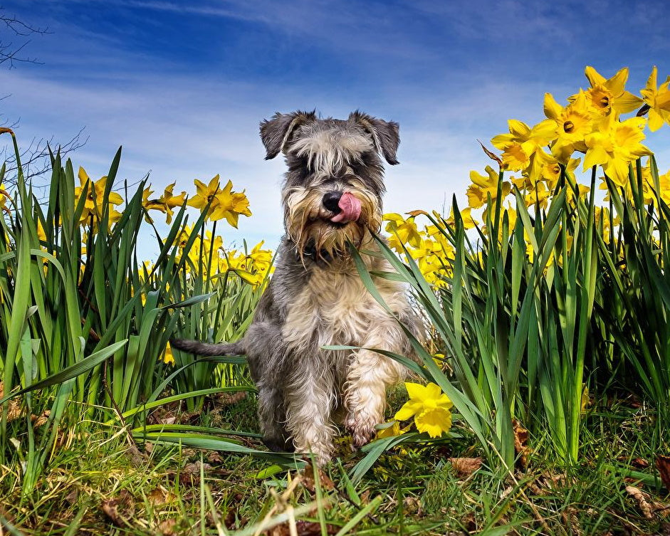 Schnauzer et les Fleurs Jaunes Peinture par Numéros