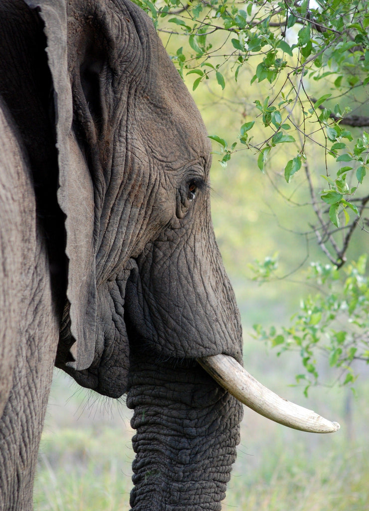 Silhouette d'Éléphant Peinture par Numéros
