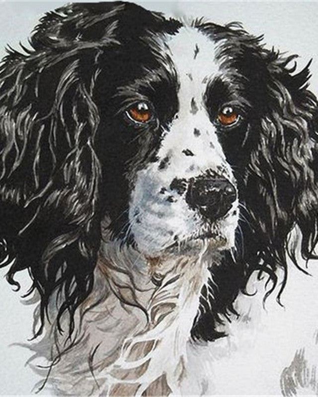 Springer Anglais Peinture par Numéros