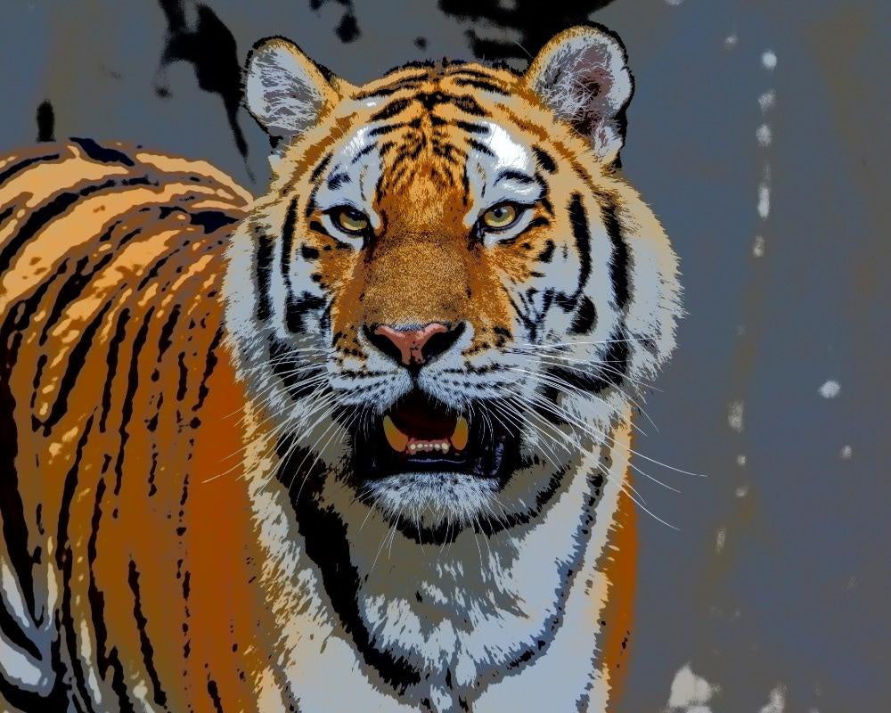 Tigre avec la Bouche Ouverte Peinture par Numéros