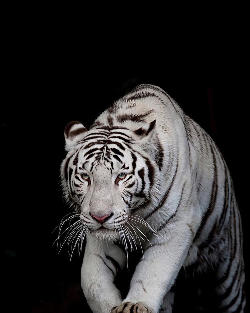 Tigre Blanc en Chasse Peinture par Numéros