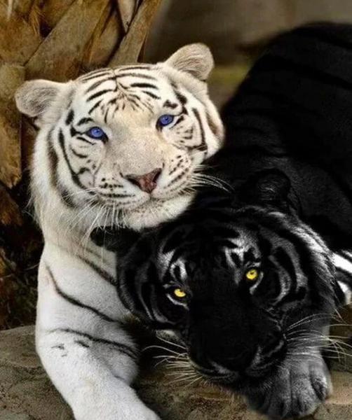 Tigre Blanc et Noir Peinture par Numéros