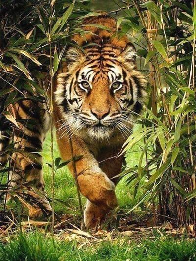 Tigre dans la Forêt Peinture par Numéros
