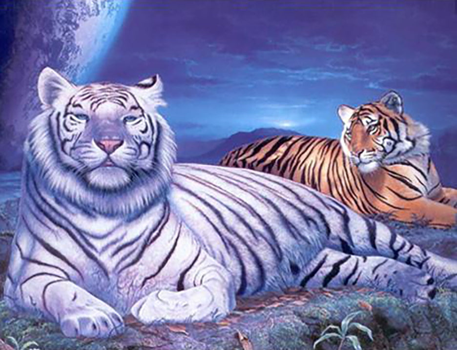 Tigre de Sibérie et Tigre Blanc Peinture par Numéros